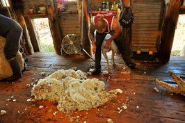 Steam Plains Shearing 022700 © Claire Parks Photography 